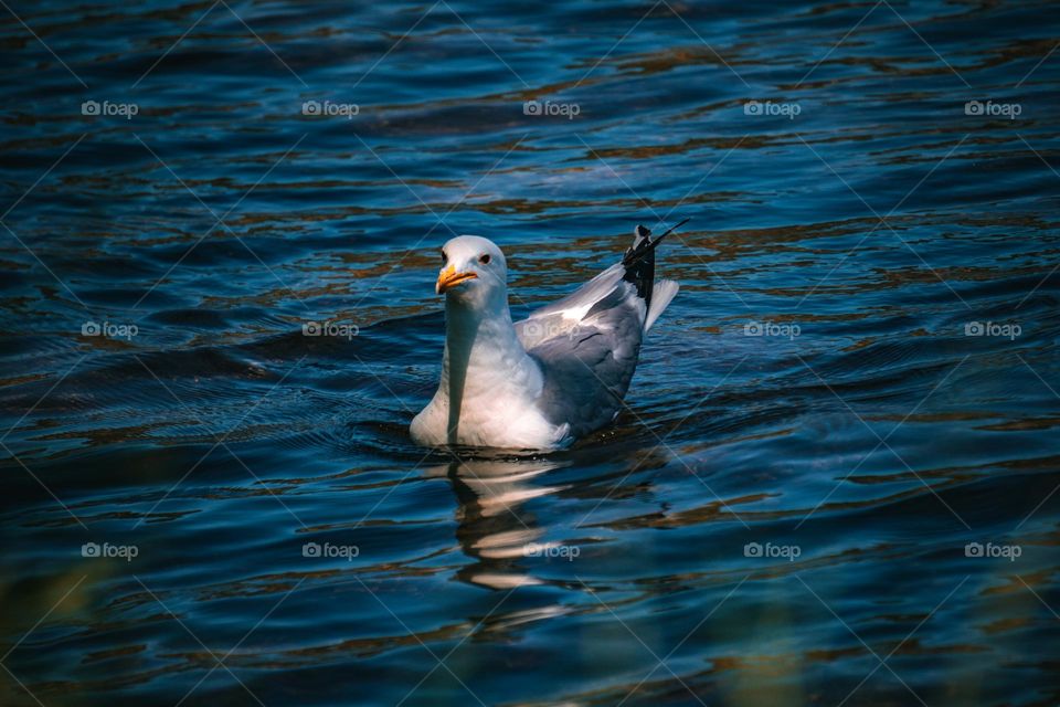 Bird simply cruising through waves.
