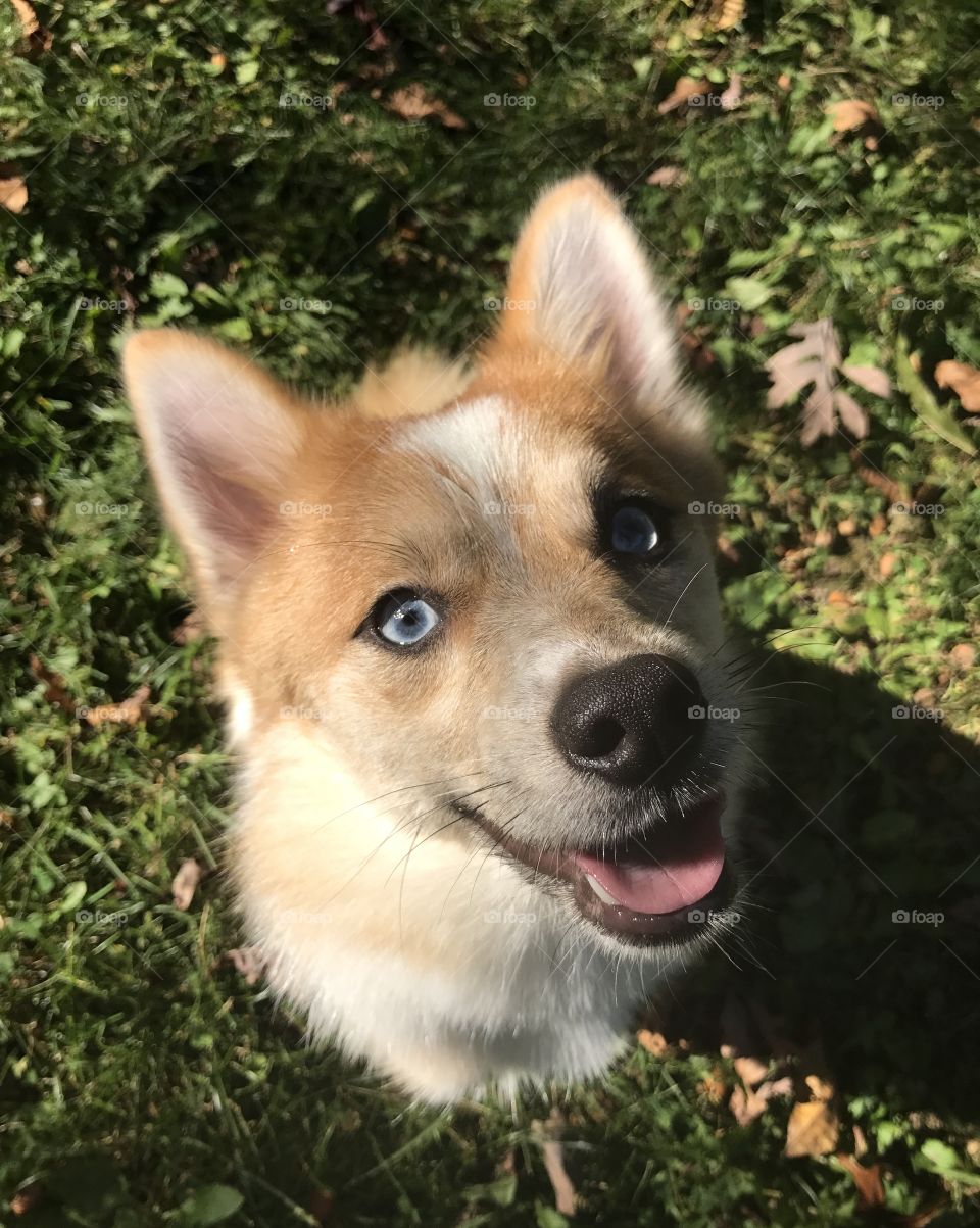 Pomsky(Pomeranian and Husky Mix) 10 week old puppy, blue eyes, sit, happy