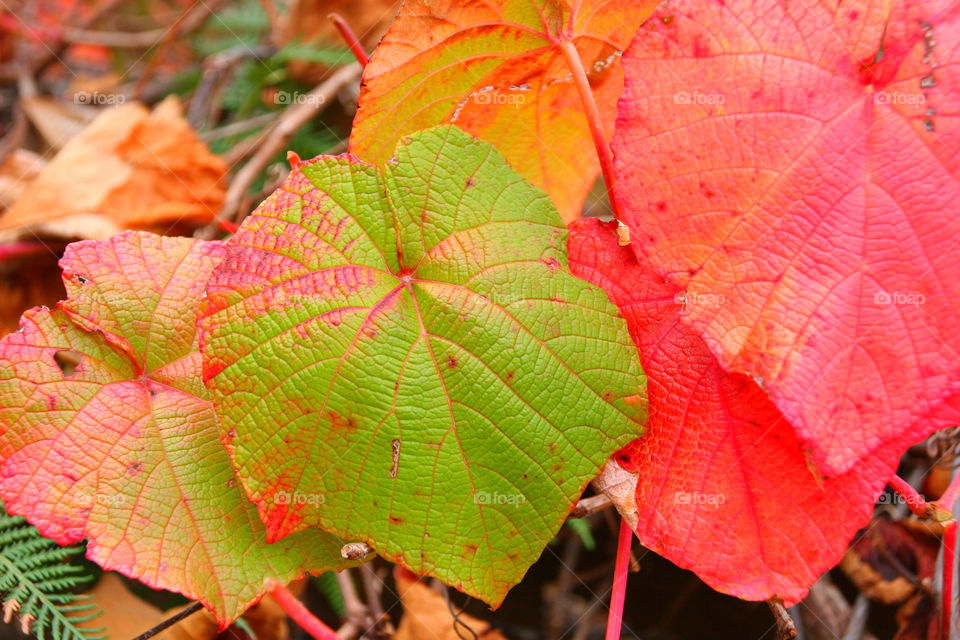 green yellow nature red by kshapley