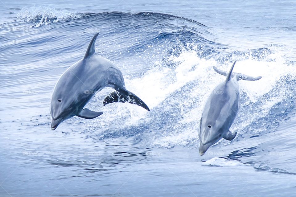 Dolphins playing in the waves. 