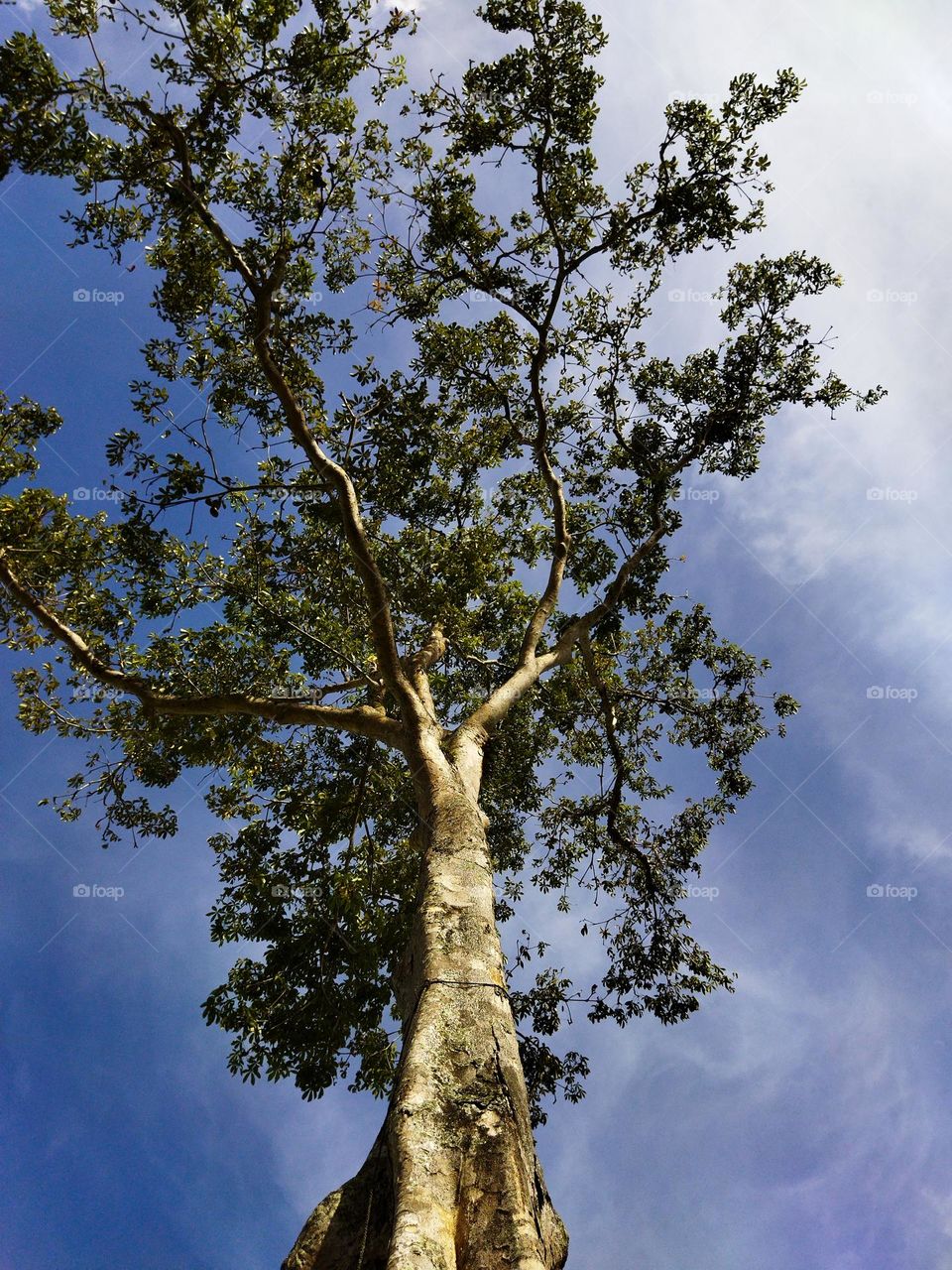 Big tree stretched across the sky