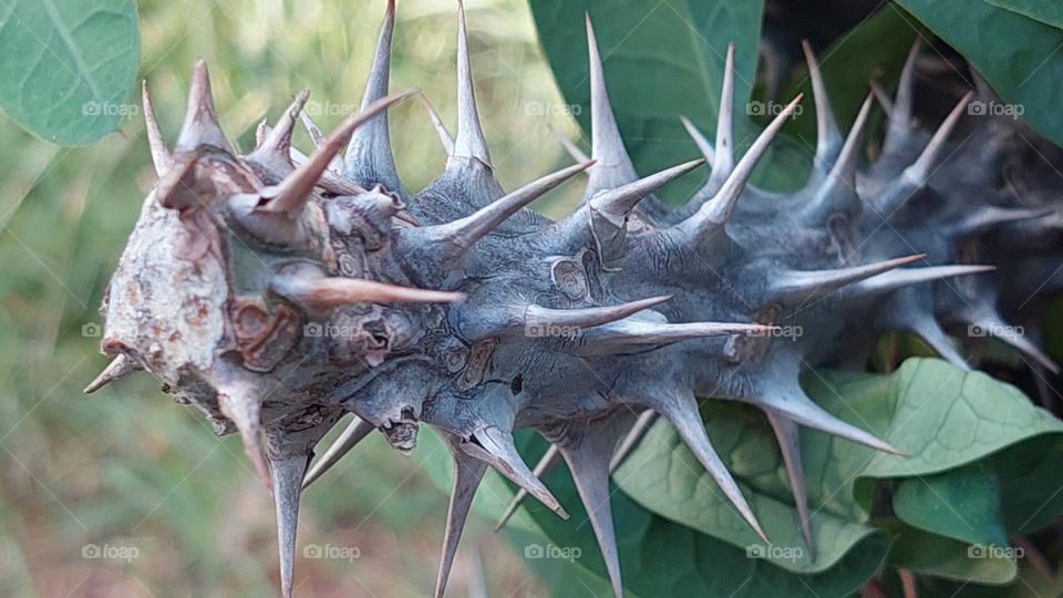 plant stem spikes closeup view