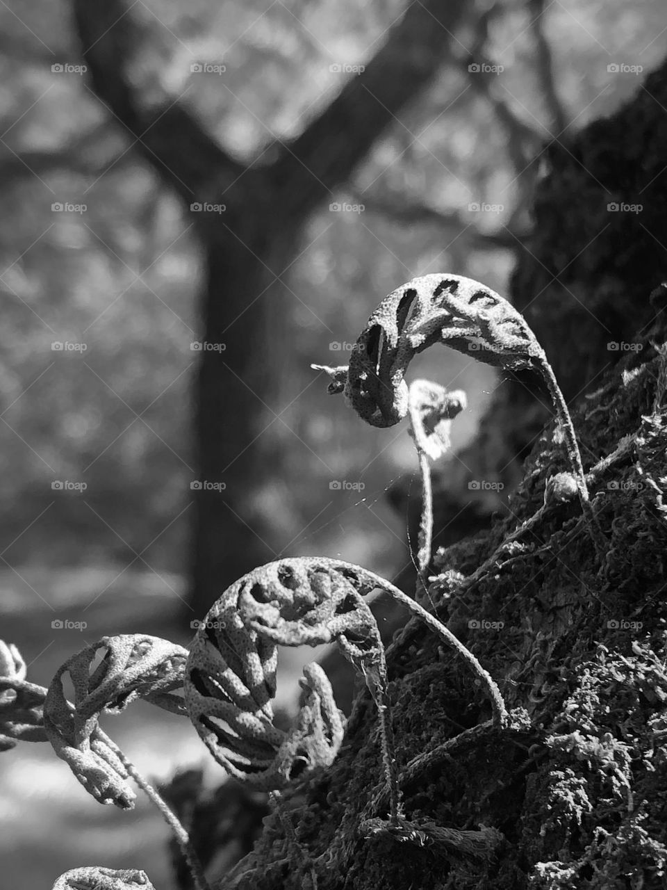 Two live oak leaves that didn’t make it through the freeze this year but made for a good black and white 