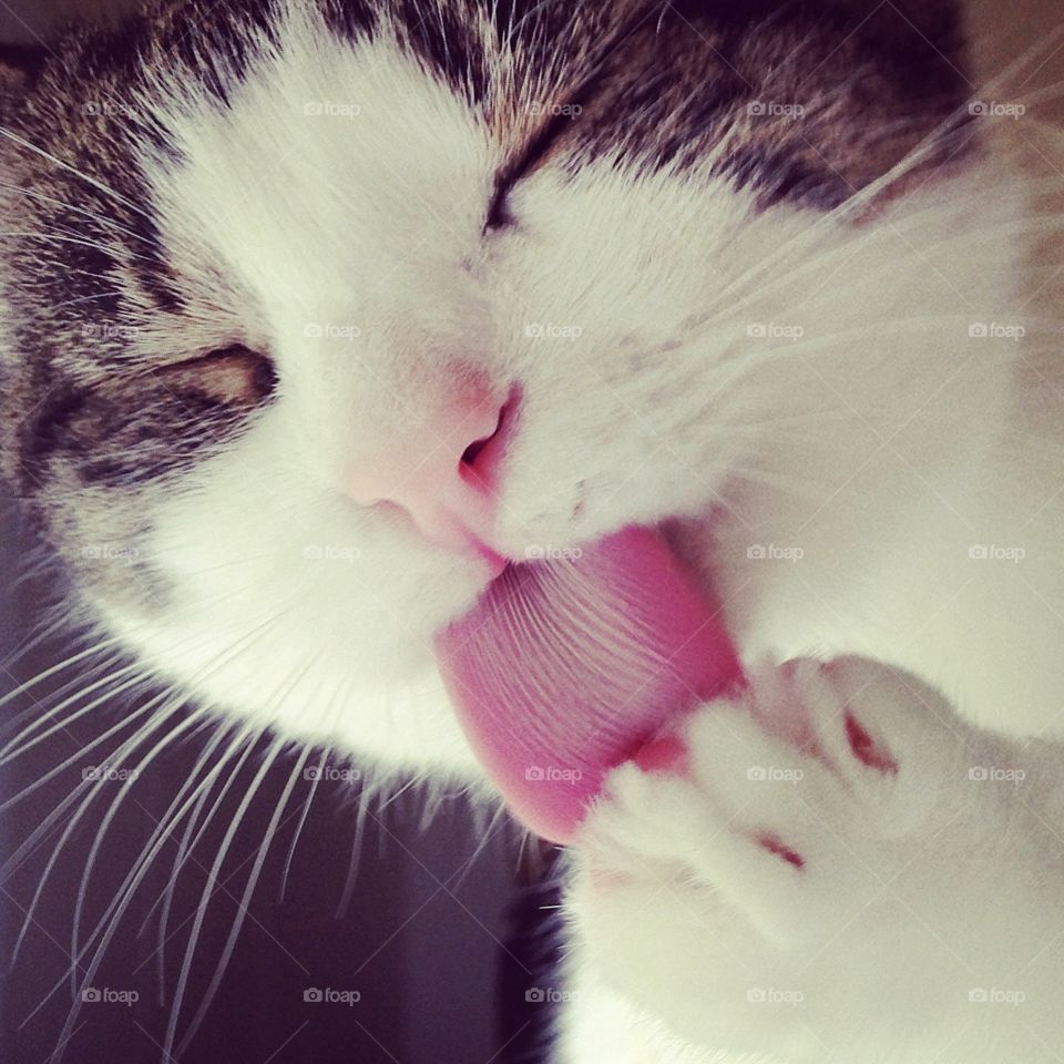 Cat licking her paw