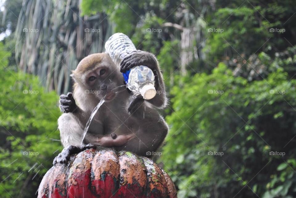Thirsty Monkey 