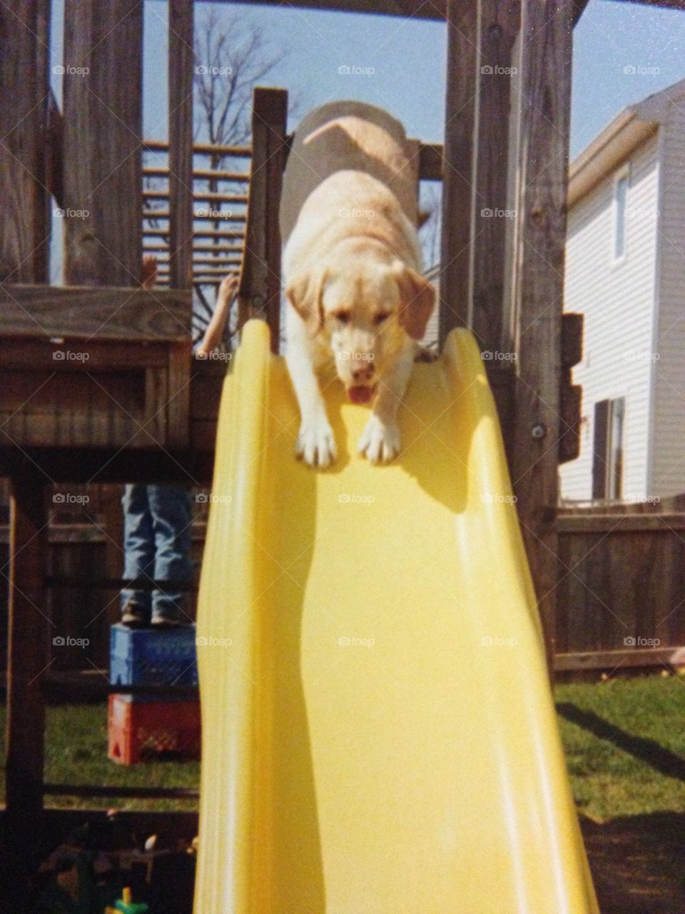 This yellow lab loves going down the slide.