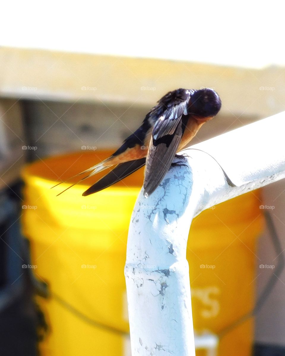 Swallows at the Cove