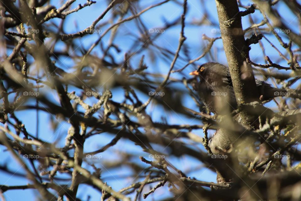 A blackbird sits between bare branches in a tree under a blue sky in winter