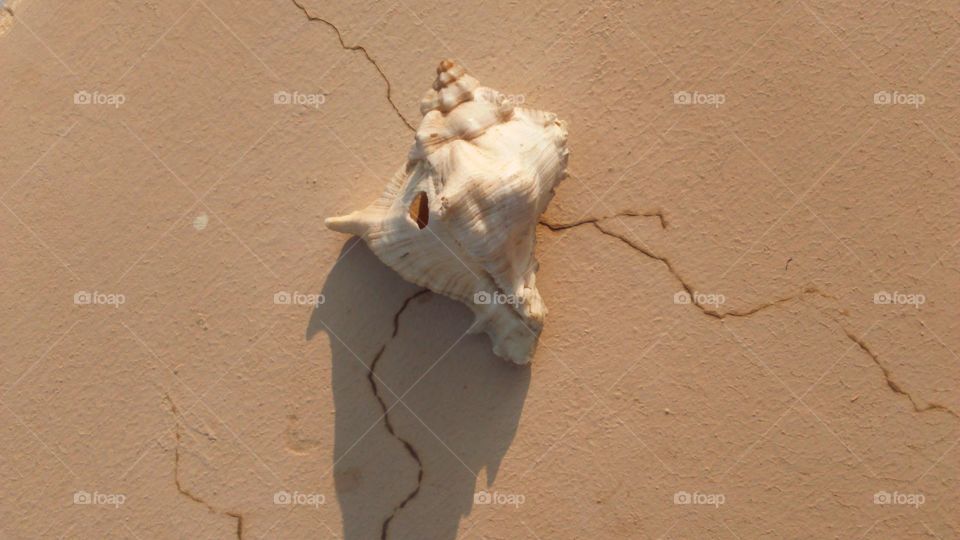Seashells on cracked land