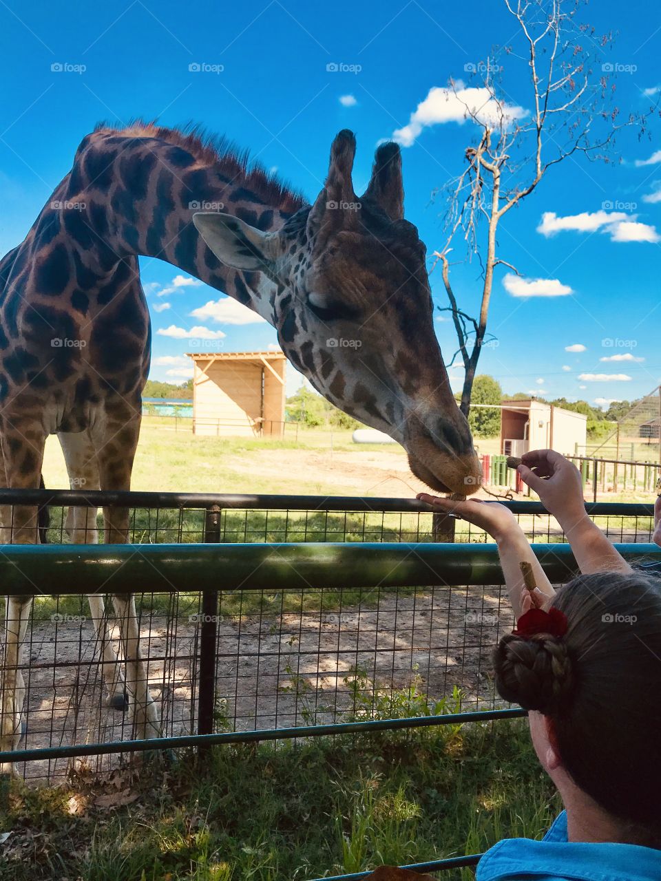 Gorgeous photo of beautiful giraffe eating right out of our hands at animal park!!