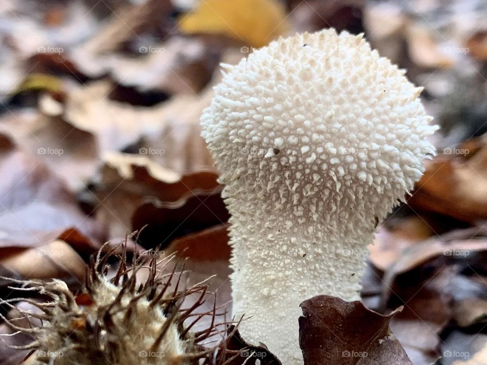White spiked fungi 