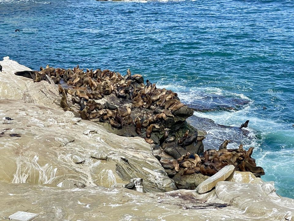 Sea Lion’s La Jolla