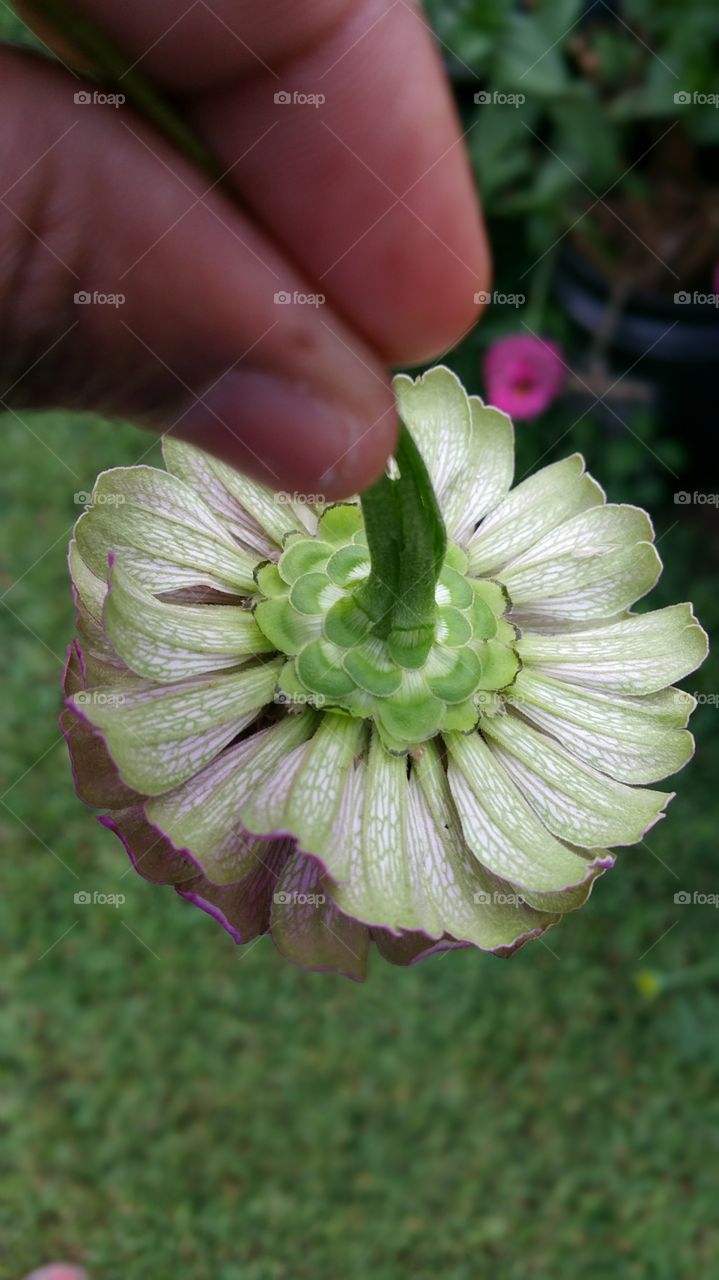 Flower, Nature, Garden, Flora, Summer