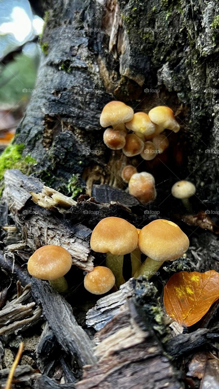 Mushrooms. Mystical world of mushrooms. Forest, wood, fall, autumn. Weird, strange mushrooms. Interesting mushrooms. Gathering mushrooms 