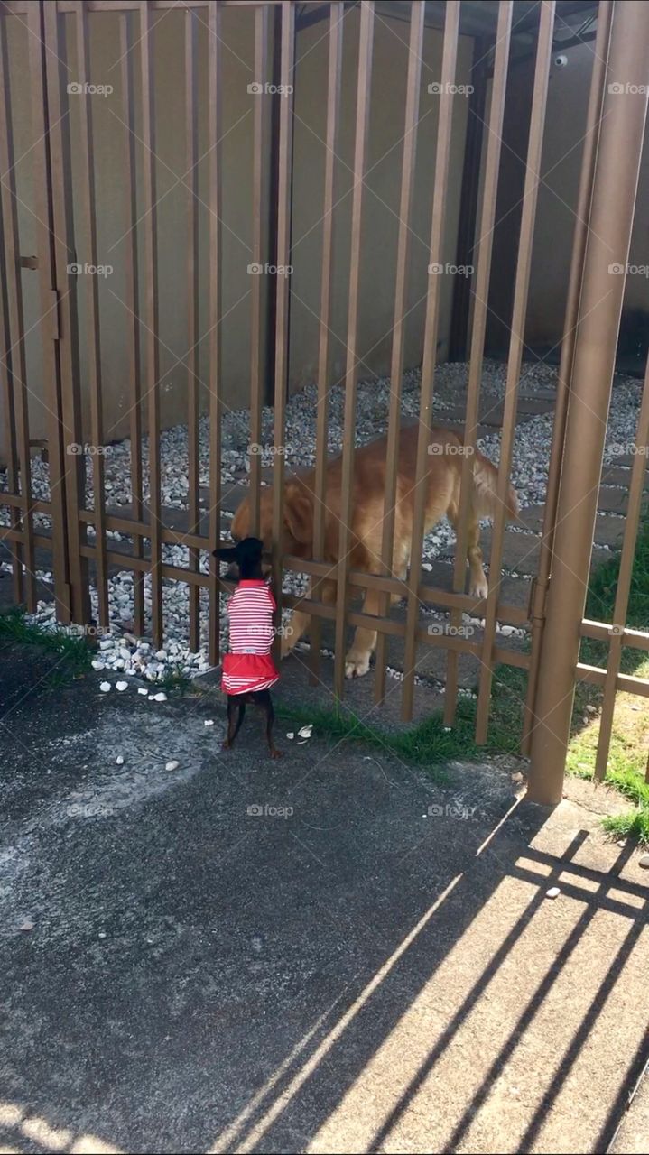 Xarloti e alemão 💕