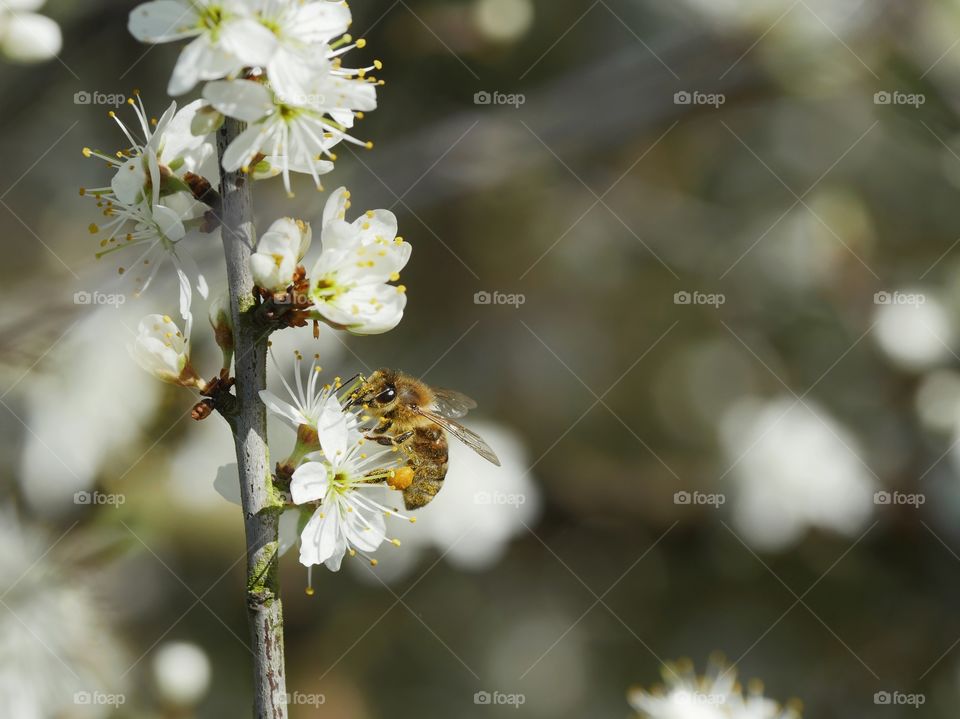 Honey bee searching for nectar on spring blossoms