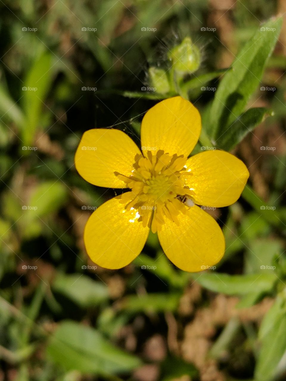 beautiful primrose