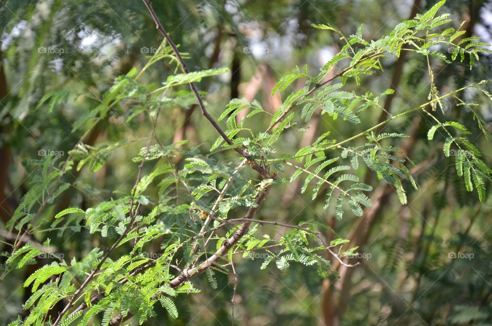 leaves