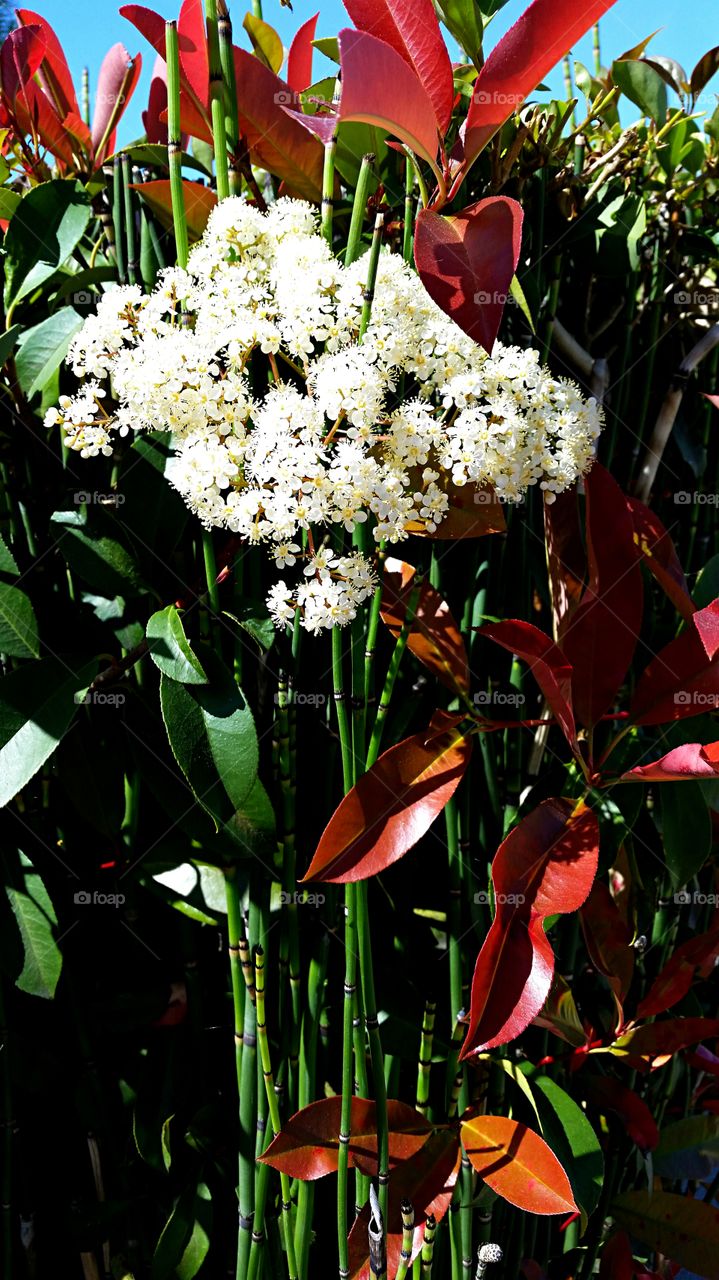 Flowering Bamboo . Flowering Bamboo in my neighbor's yard 