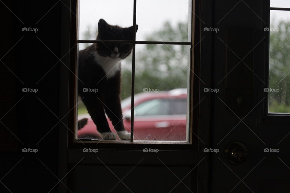 Cat looking through the window 