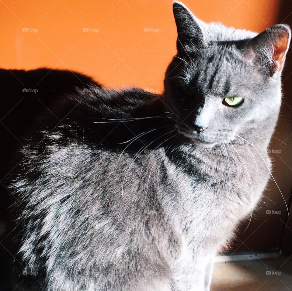 Cat in sunlight with shadow