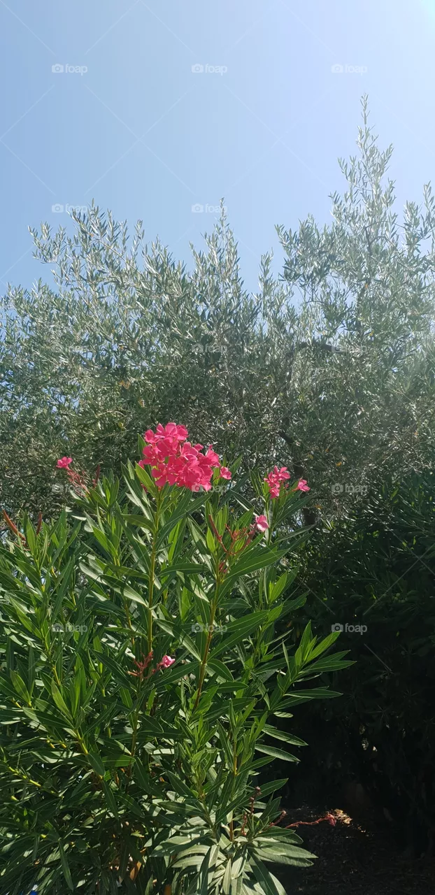 summer garden