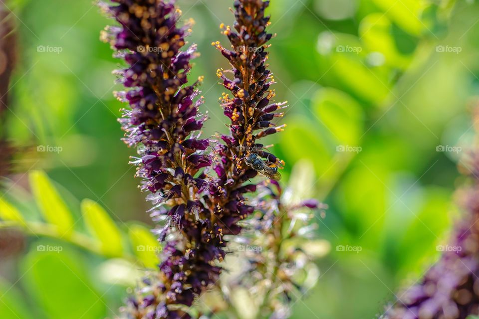 Wildflowers with insect