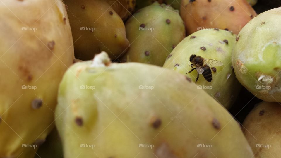 Bee on cactus fruit