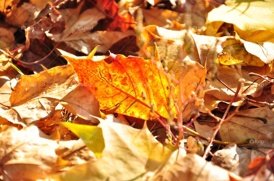 Fall, Leaf, Season, Maple, Nature