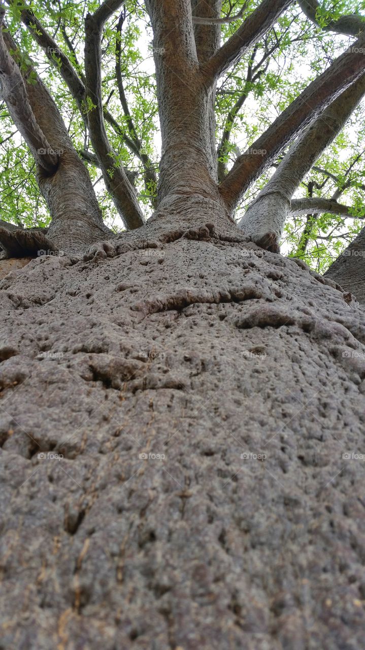Boabab tree up close
