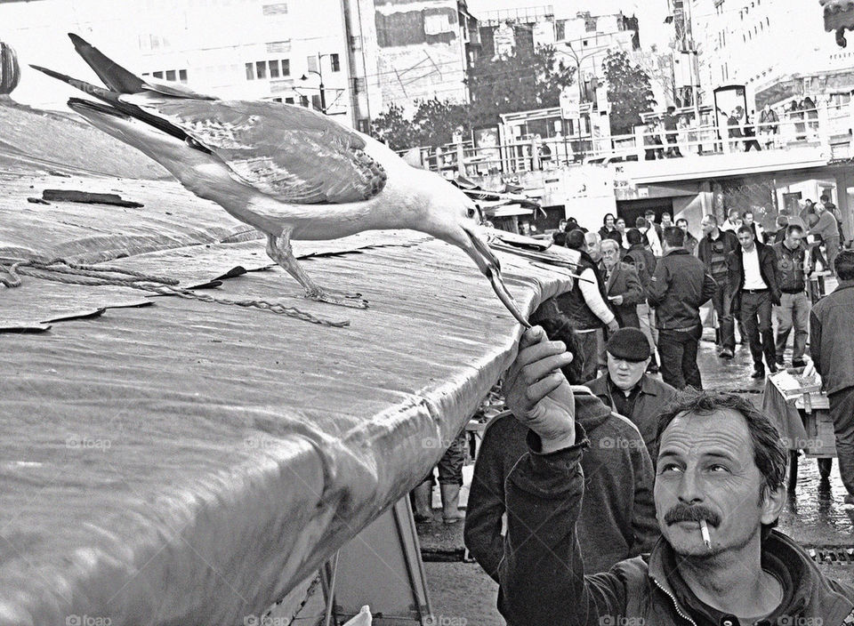 fish bird retro market by theosia