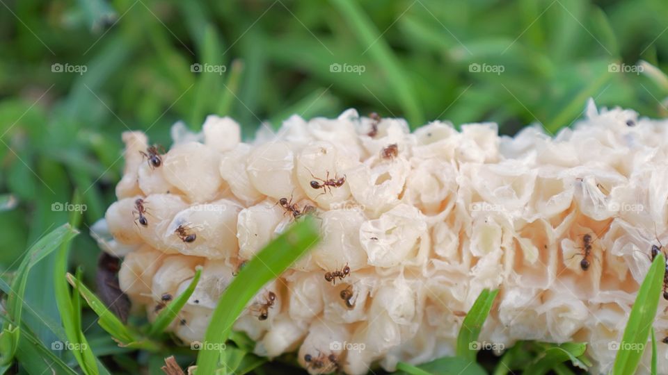 Ants eating white corn on the cob in the grass up close