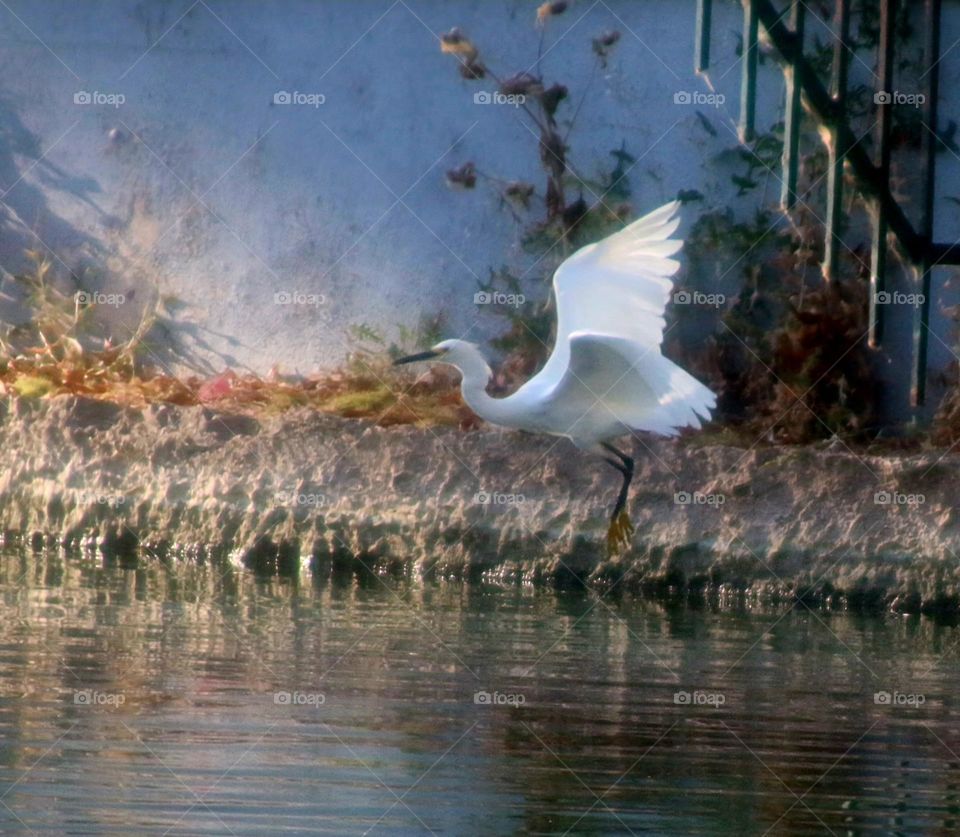 Egret Taking Flight