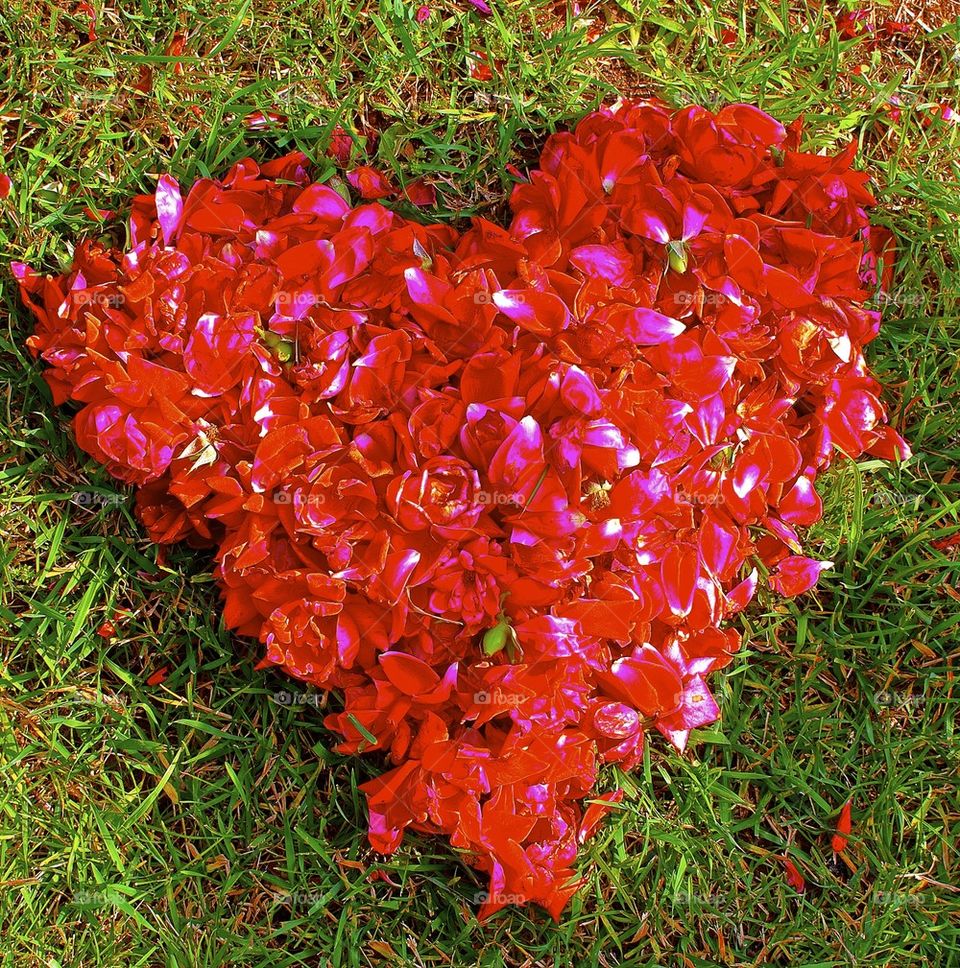 Rose petal hearts 