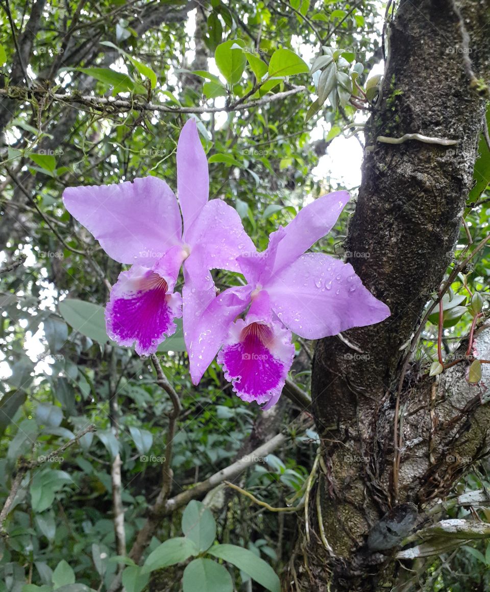 Orquídea