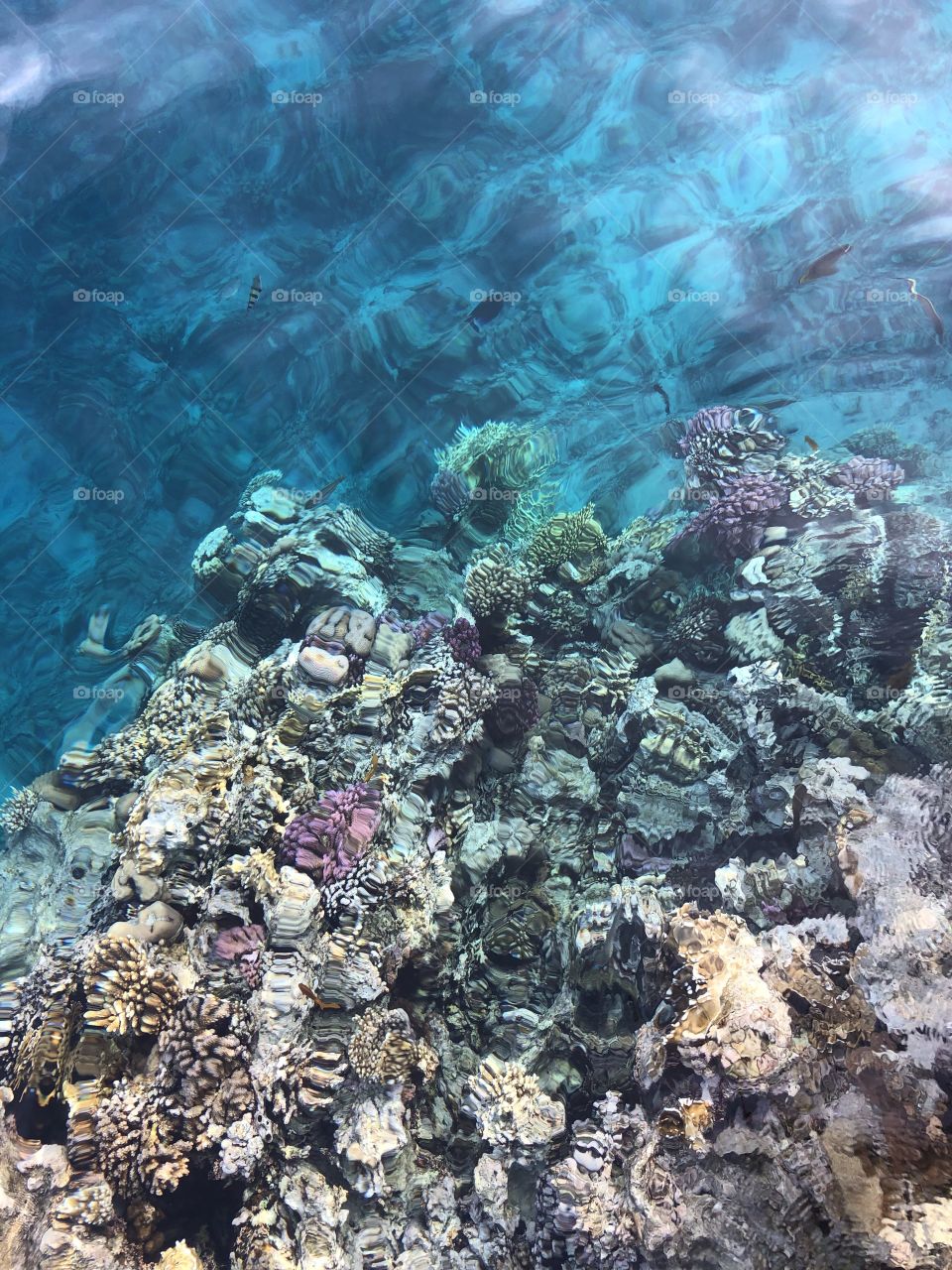 Coral reef 