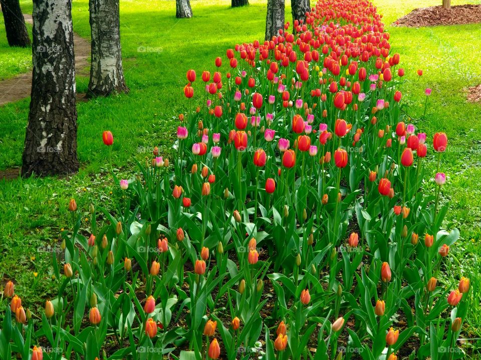 Tulip Path