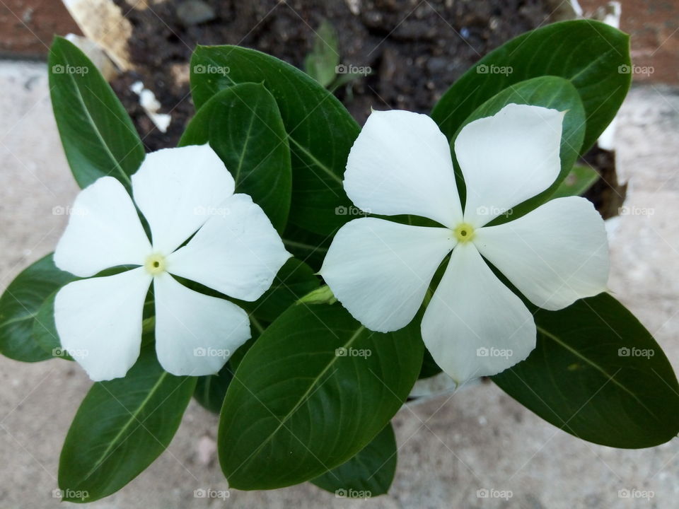 green dot periwinkle