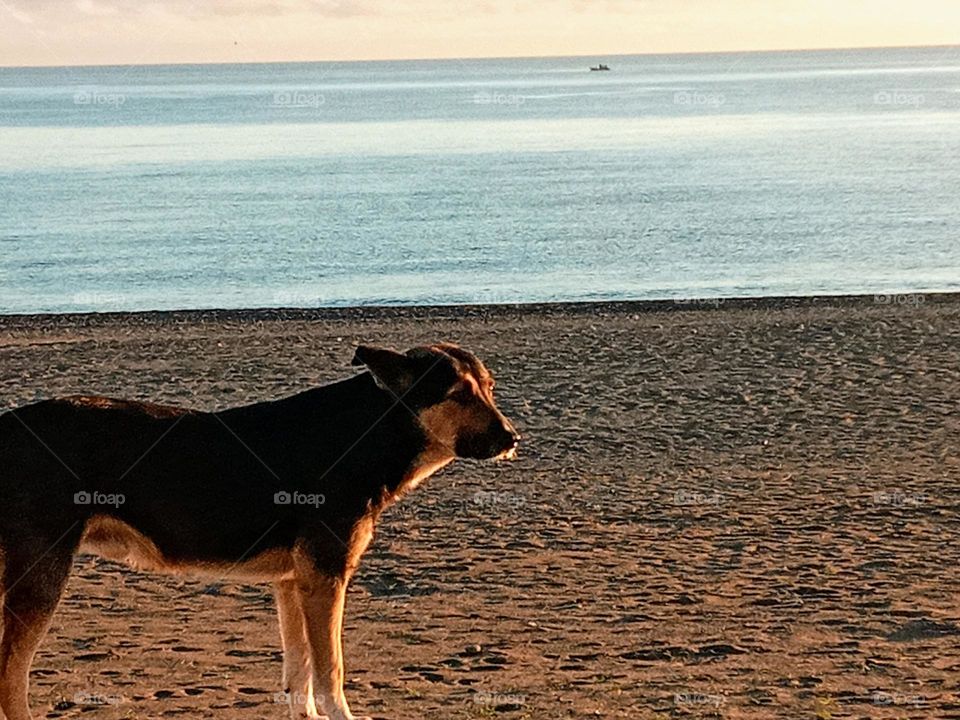 One dog on beach