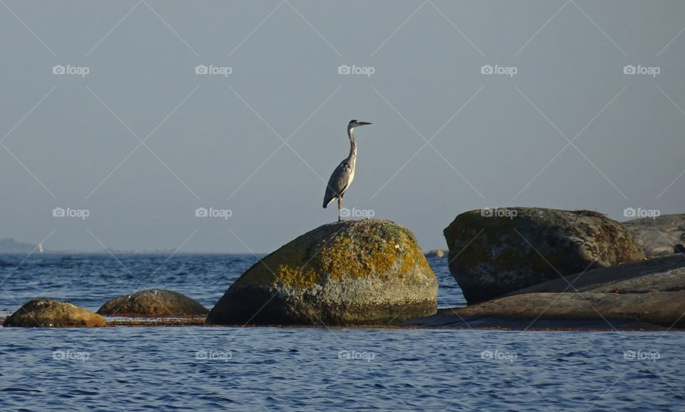 Bird perching on rock at sea