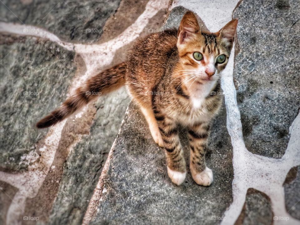 Greek cat Folegandros 