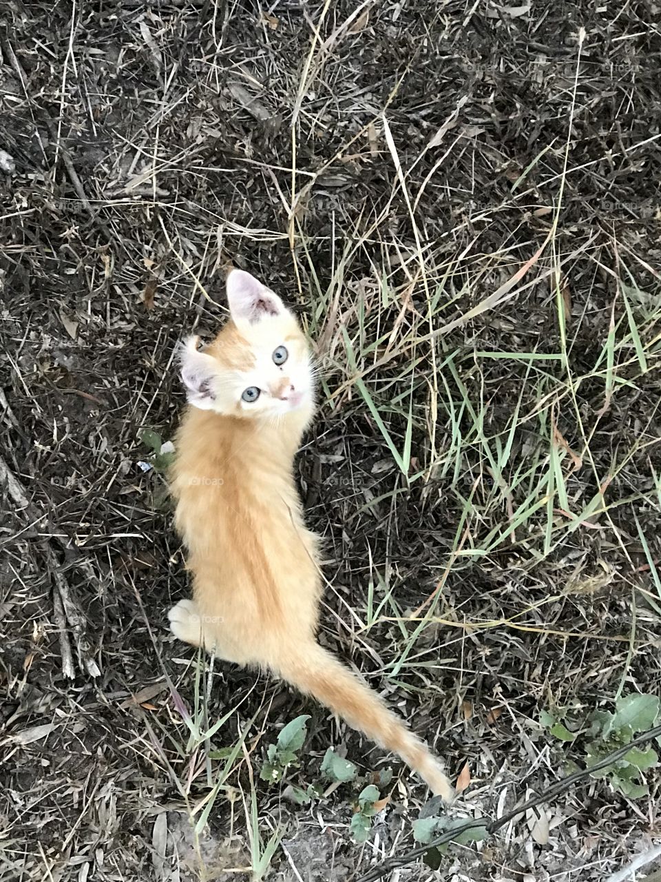 Kitten exploration 