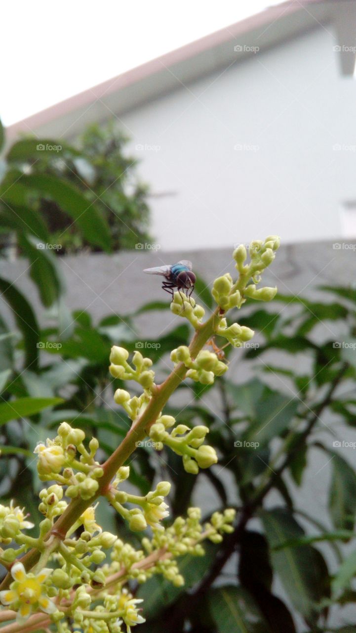 Fly on a flower