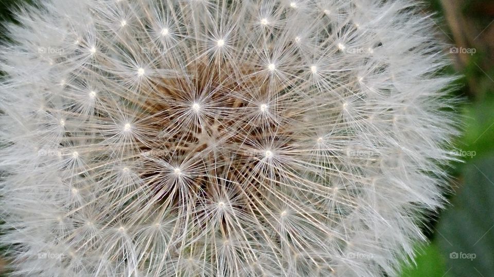 dandelion