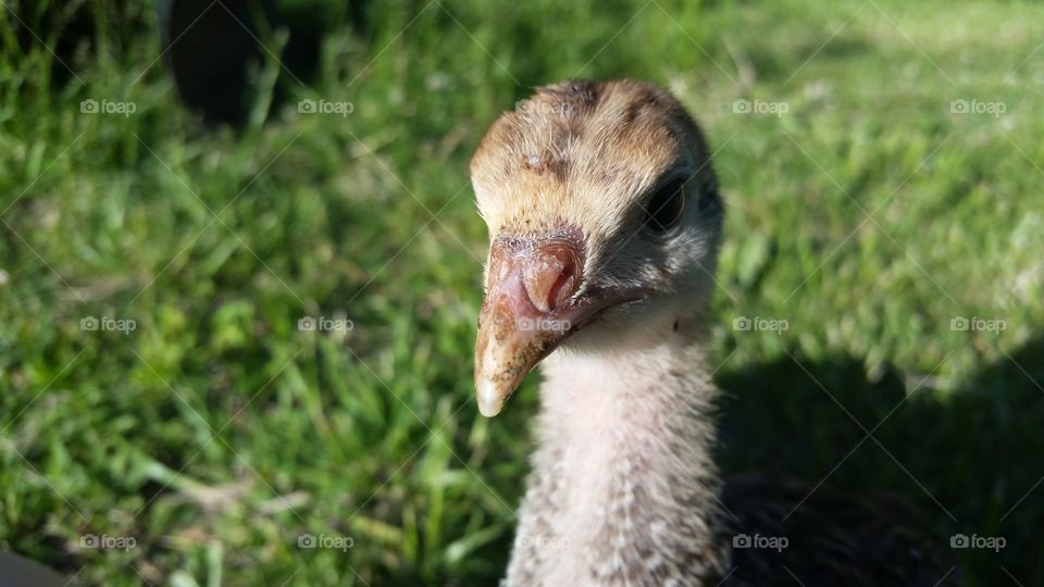 growing thanksgiving dinner