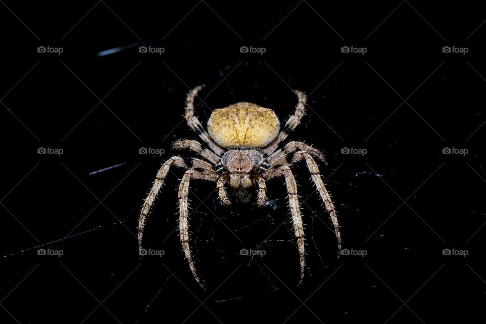 Spider portrait