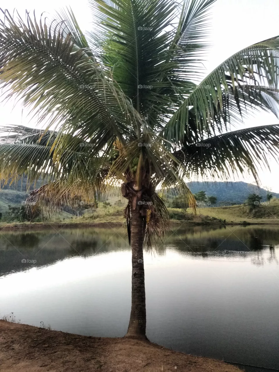 lindo