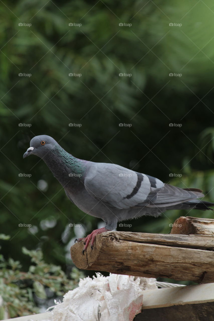 dove🕊 picture click by canon 1300 d