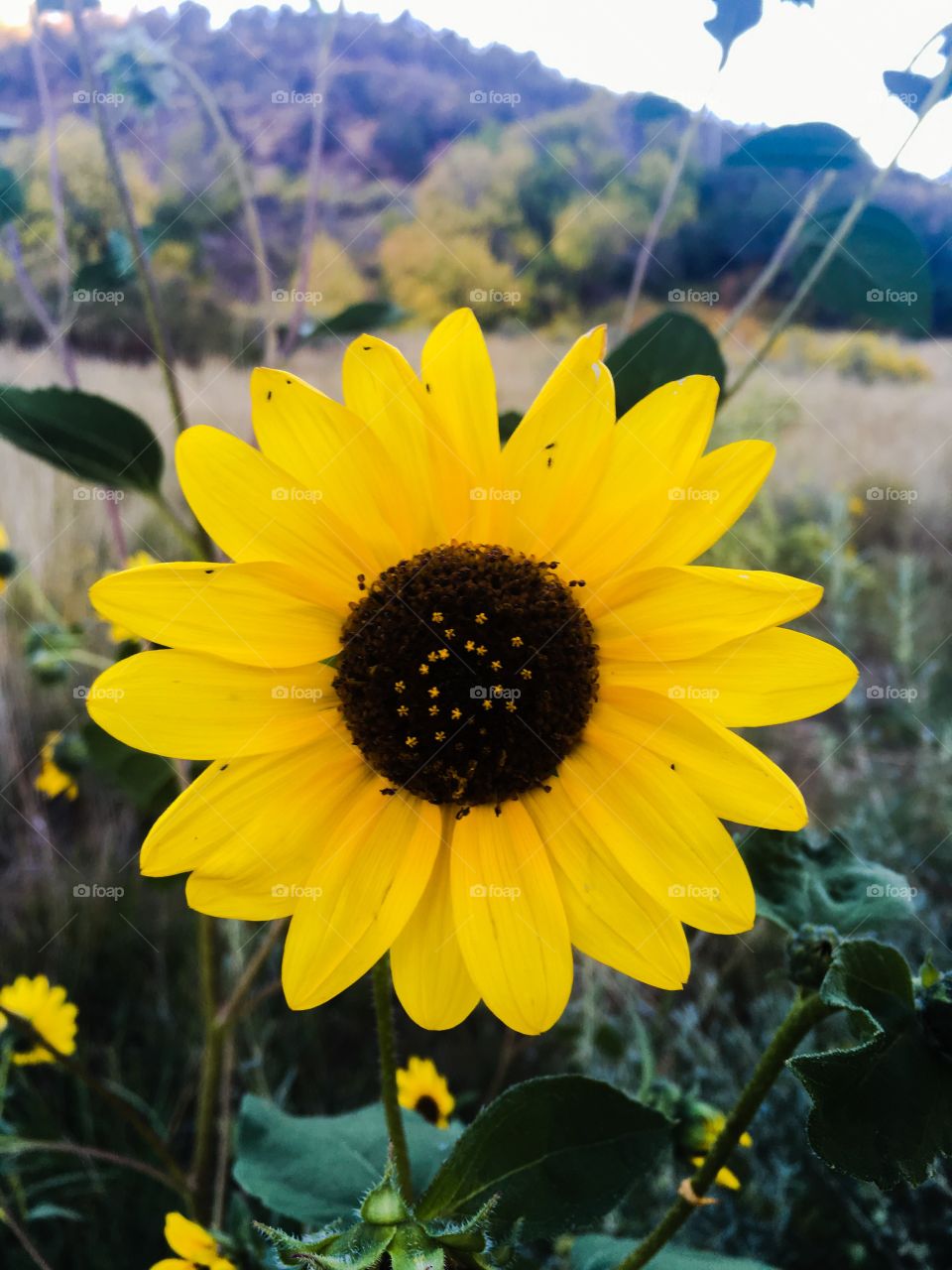 Sunflower 