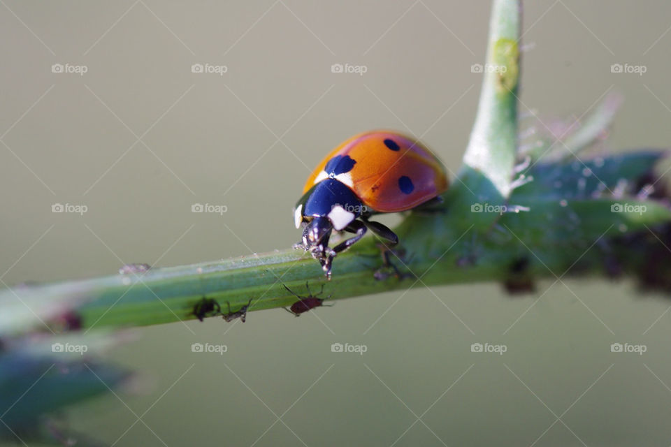 macro marienkäfer nahaufnahme by jessyblue
